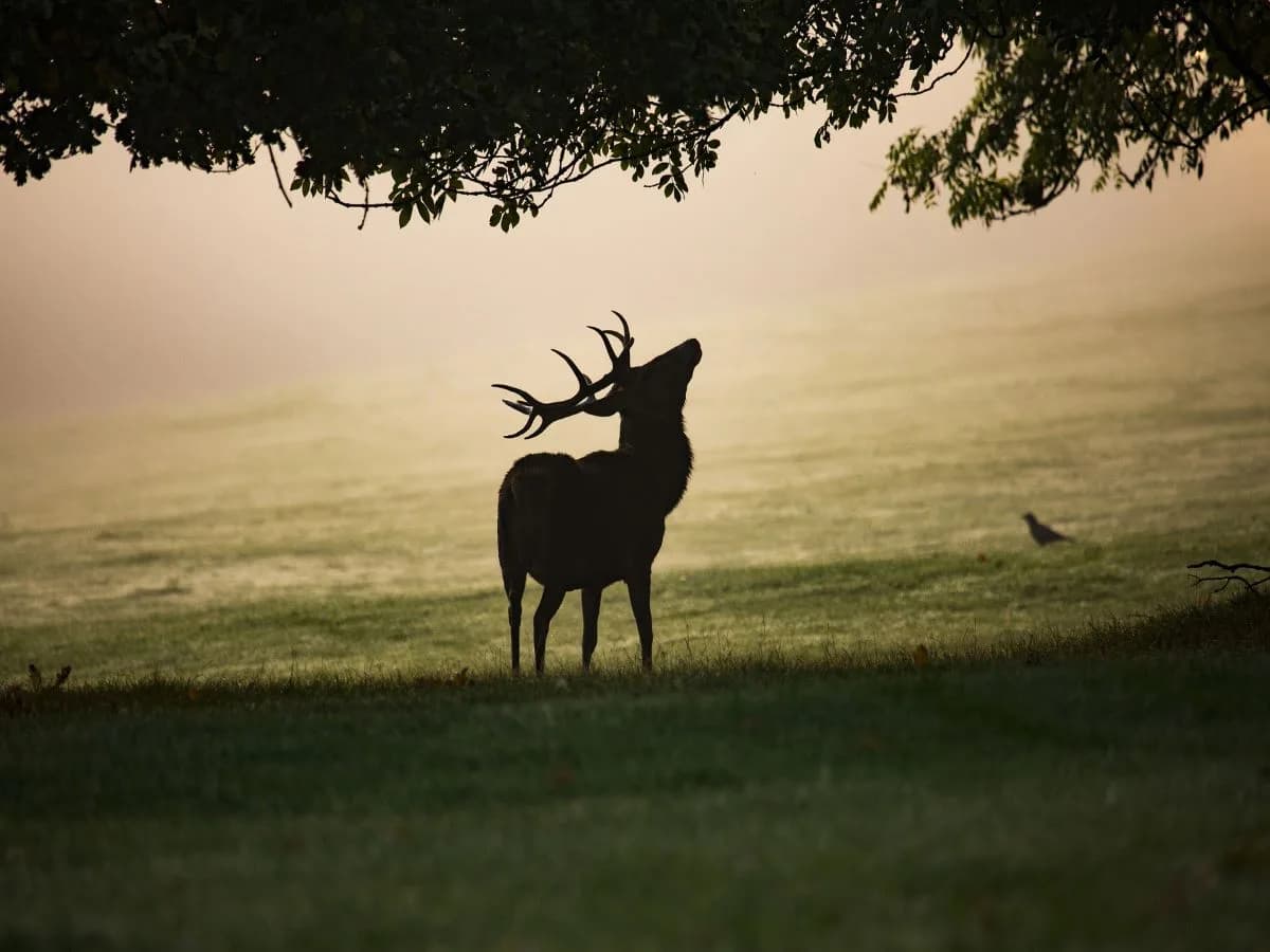 Image 1 : SOIRÉE BRAME DU CERF background