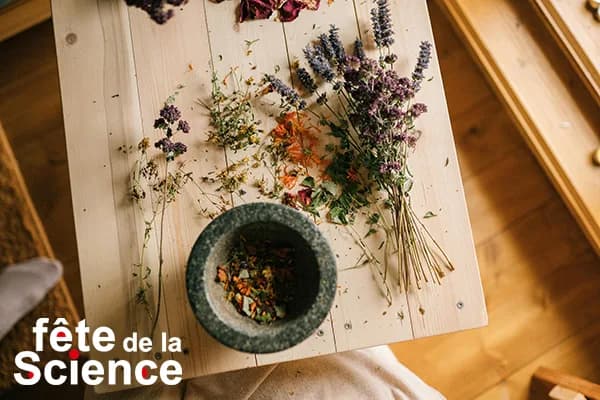 Image 1 : Les sauvageonnes comestibles de nos chemins - FÊTE DE LA SCIENCE background