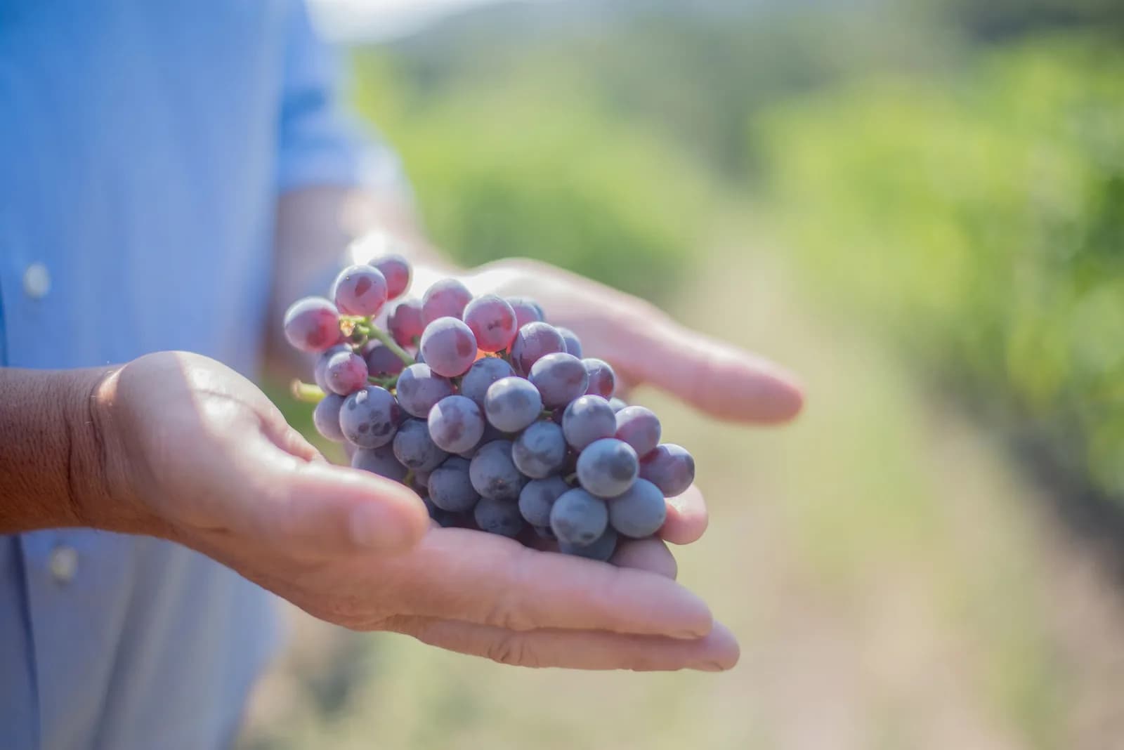 Image 3 : "Vignobles en Scène" au Domaine de Métifiot background
