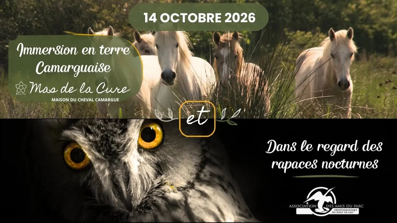 Image 3 : Visite guidée à la rencontre des juments, conférence et lâcher d'oiseaux background