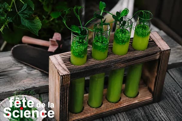 Image 1 : Ateliers sur l'alimentation avec Maëlle Tillien, nutritionniste - FÊTE DE LA SCIENCE background