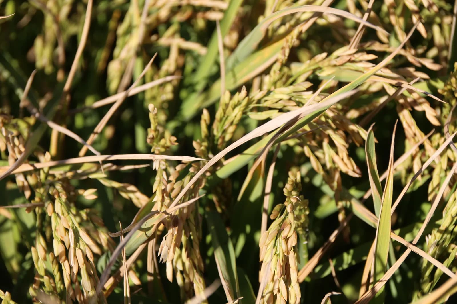 Image 2 : Fête des Prémices du riz background