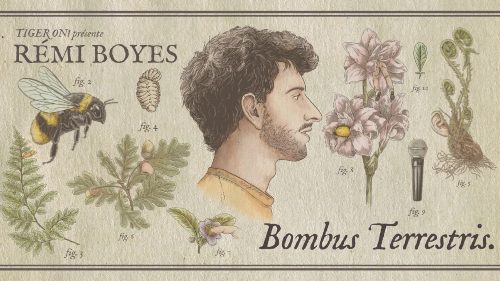 Image 1 : Rémi Boyes - Bombus Terrestris background