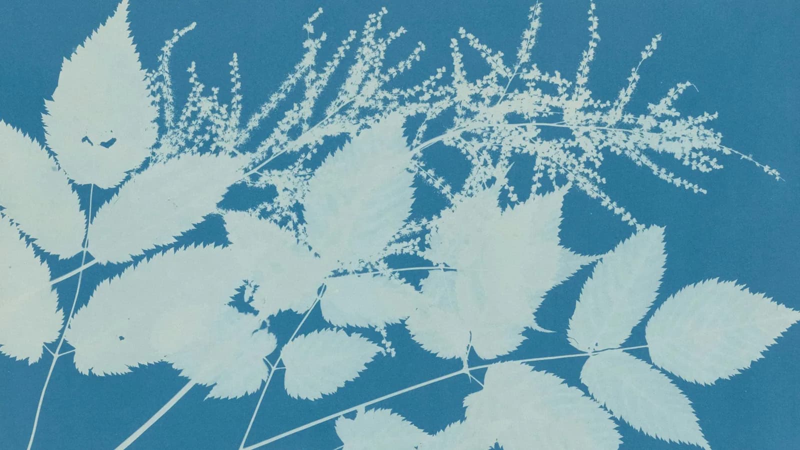 Image 1 : Atelier créatif : Cyanotype – Bicentenaire de la photographie background
