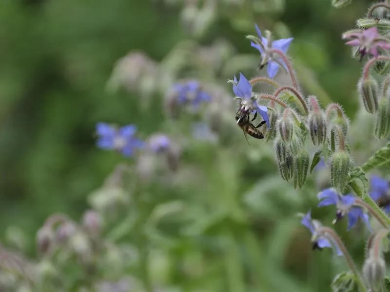 Image 3 : Les espaces du jardin background