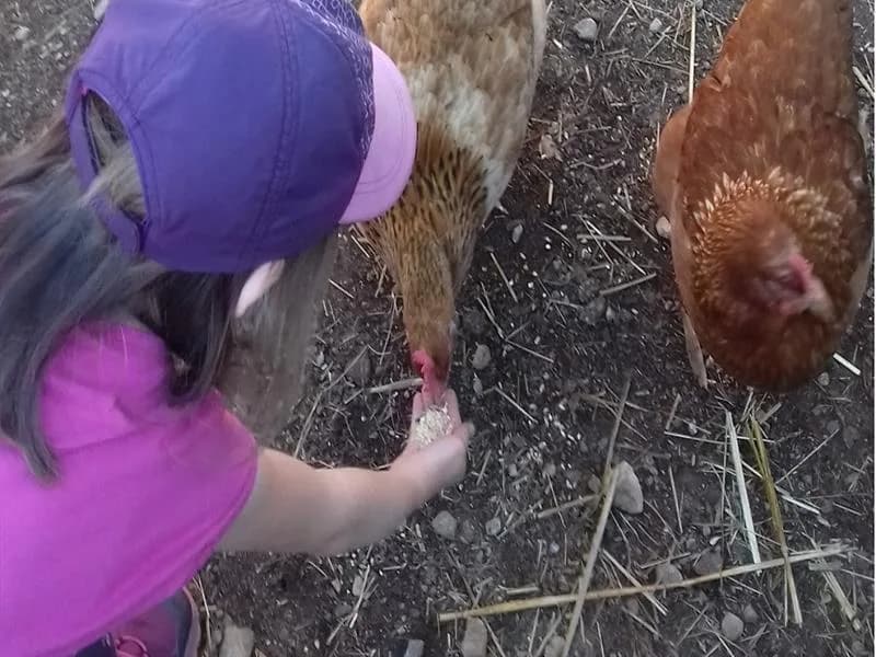 Image 1 : Une journée à la ferme background