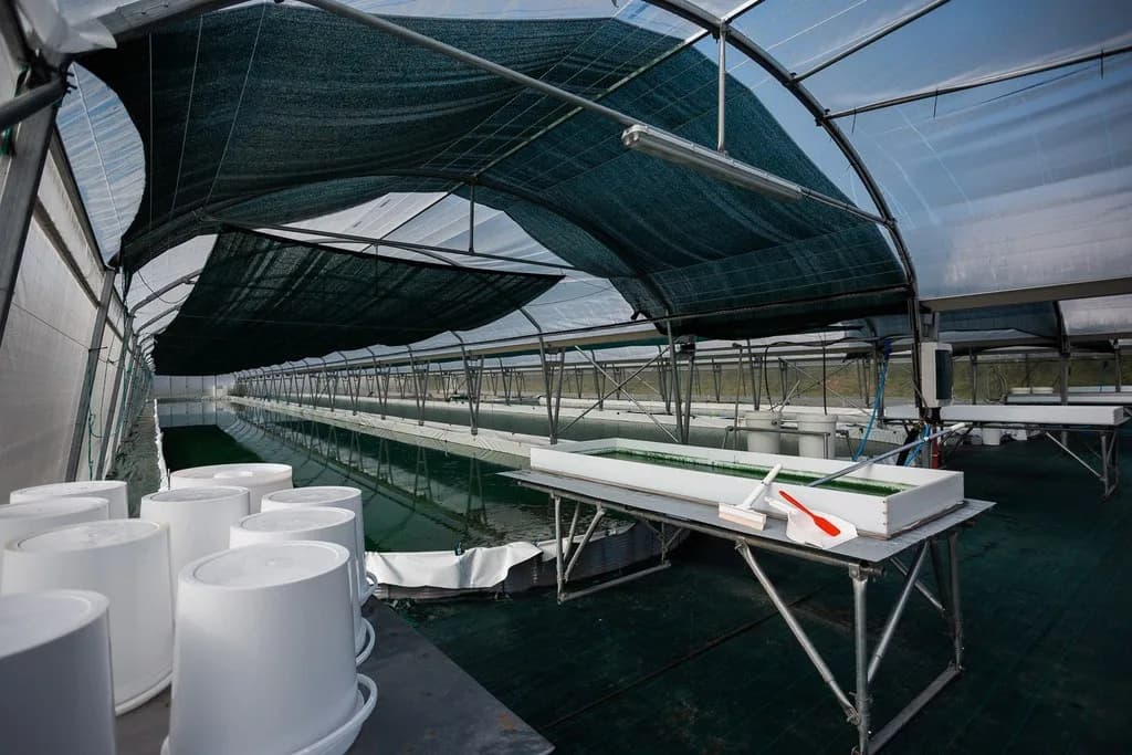 Image 3 : Ici, nos savoir-faire - Visite Spir'up - Spiruline des Pyrénées background