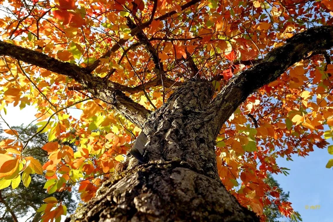 Image 3 : Atelier photos "Portraits d'arbres" background