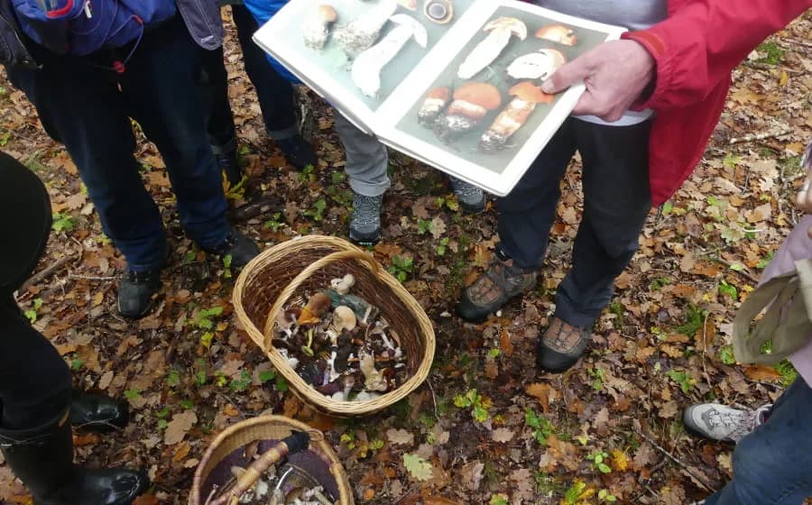 Image 1 : Sortie champignons en forêt background