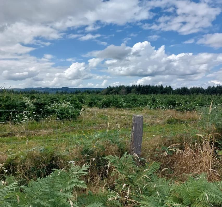 Image 1 : Entre prairies et forêts - la boucle des sapins de Noël_ENS2026 background