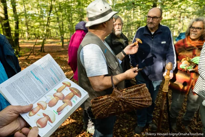 Image 1 : Découverte des champignons en forêt de Cerisy background