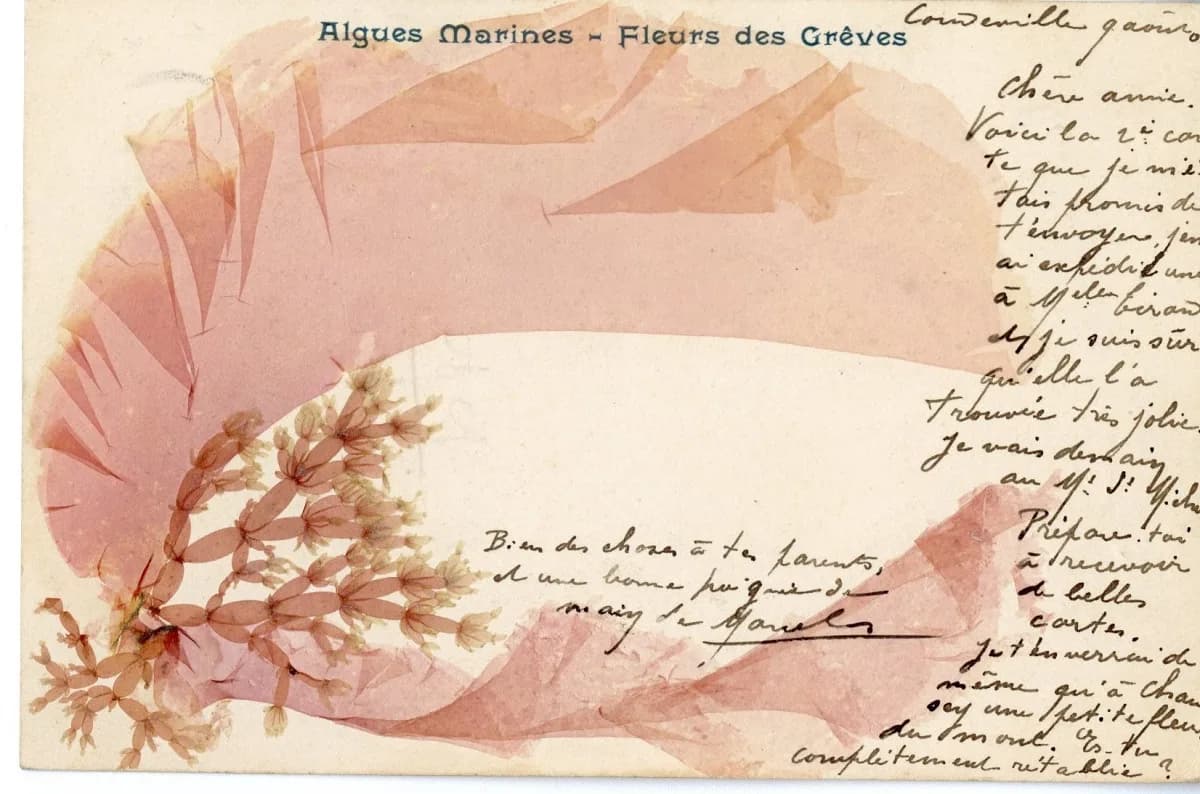 Image 1 : Atelier d'écriture autour de l'alguier de la naturaliste Maria Doublet avec Adeline Miermont Giustinati -Ile Tatihou background