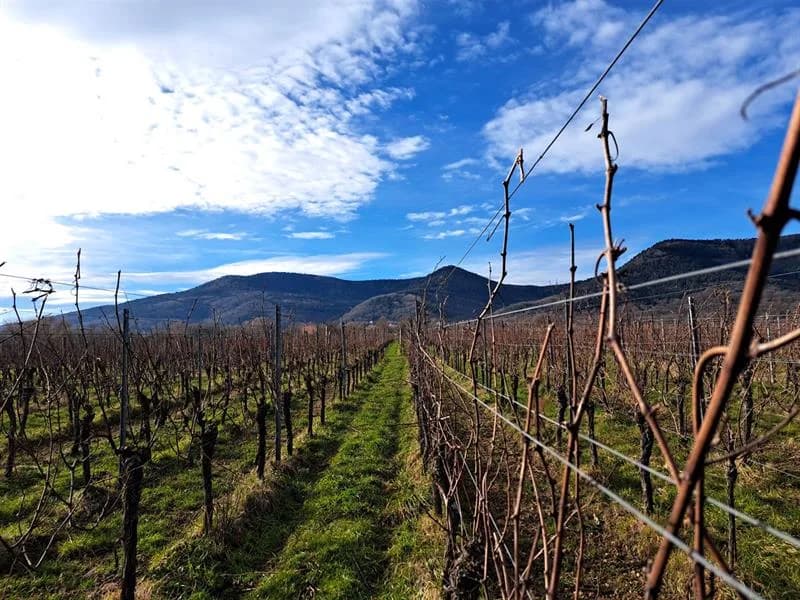 Image 3 : Le métier de vigneron : de la vigne au vin background