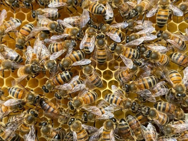 Image 2 : Inauguration de la miellerie "l'abeille de Boust" background