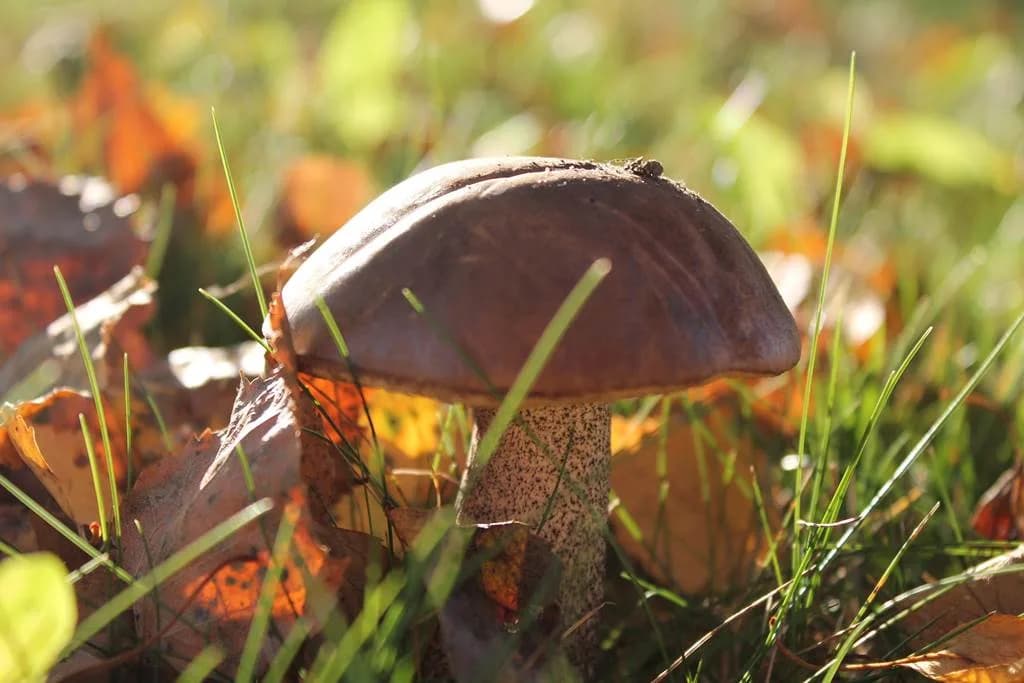 Image 1 : Sortie Champignons background