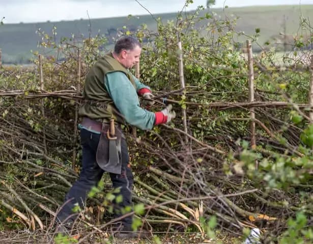 Image 1 : "Zérailüa", ou plessage de haies bocagères vives background