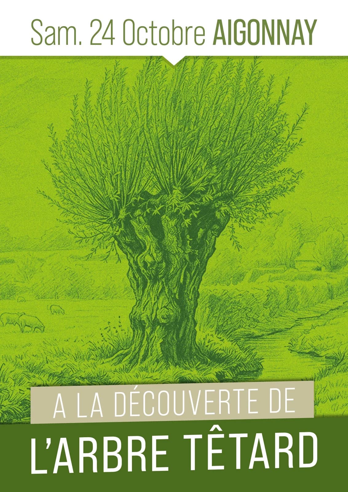 Image 1 : À la découverte de l'arbre tétard background