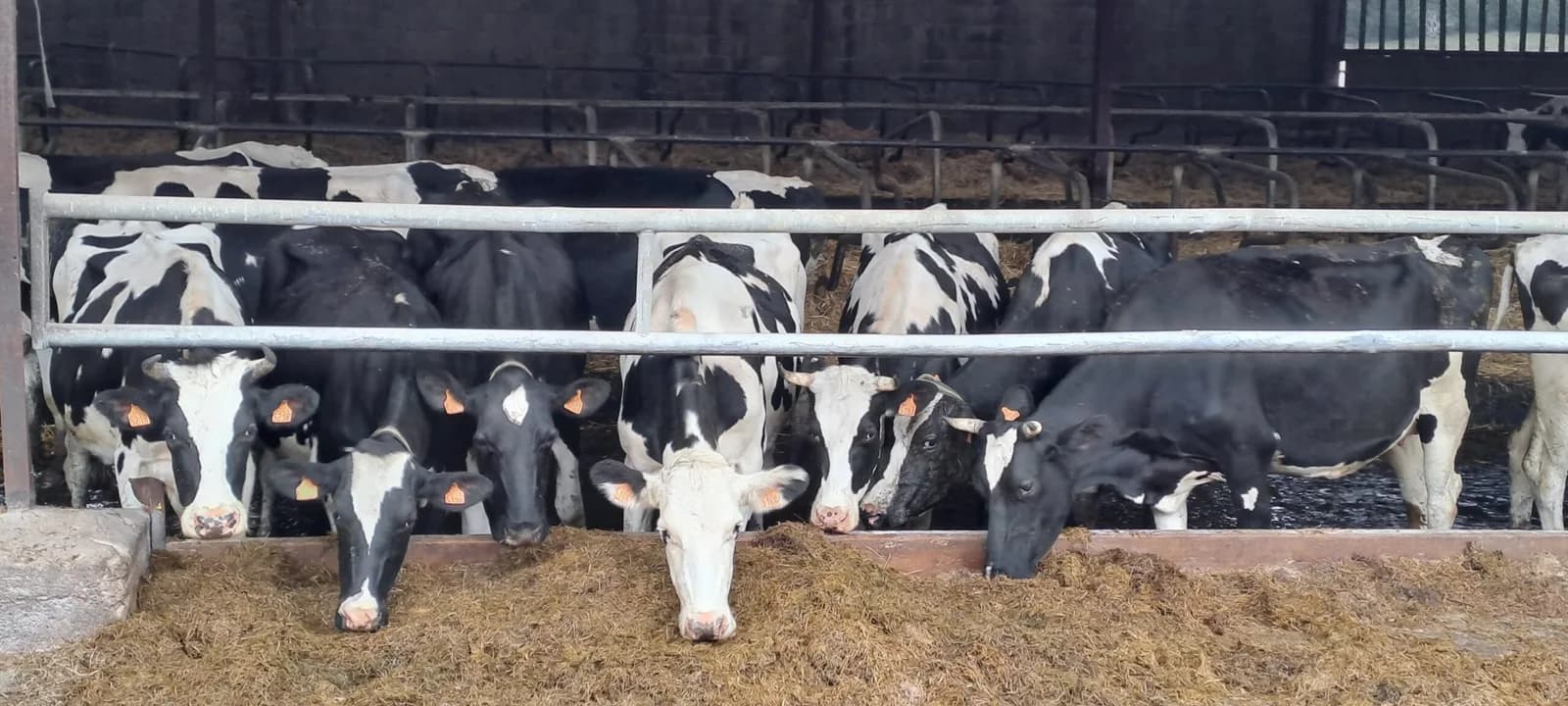 Image 3 : Ici, nos savoir-faire - Visite Ferme Lait Gourmand de la Moulière background