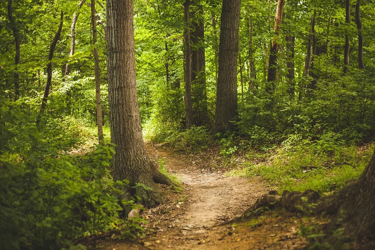 Image 1 : Journée des chemins background
