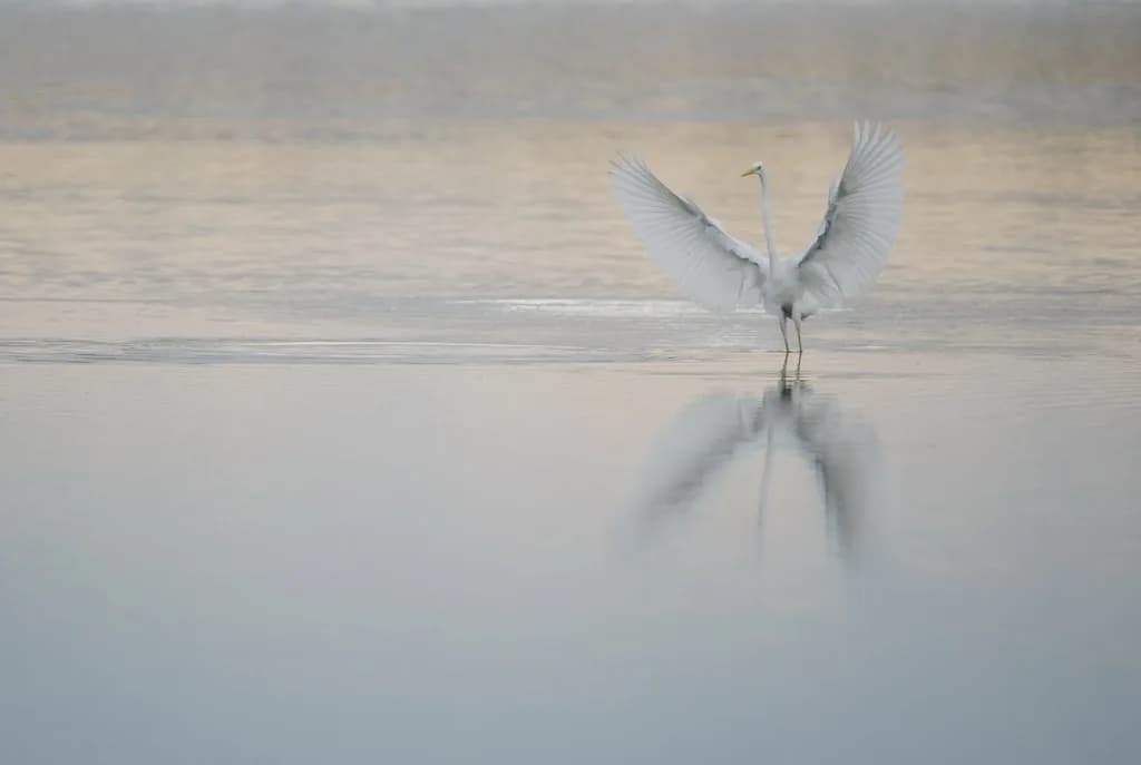 Image 1 : Découverte des oiseaux avec la LPO background