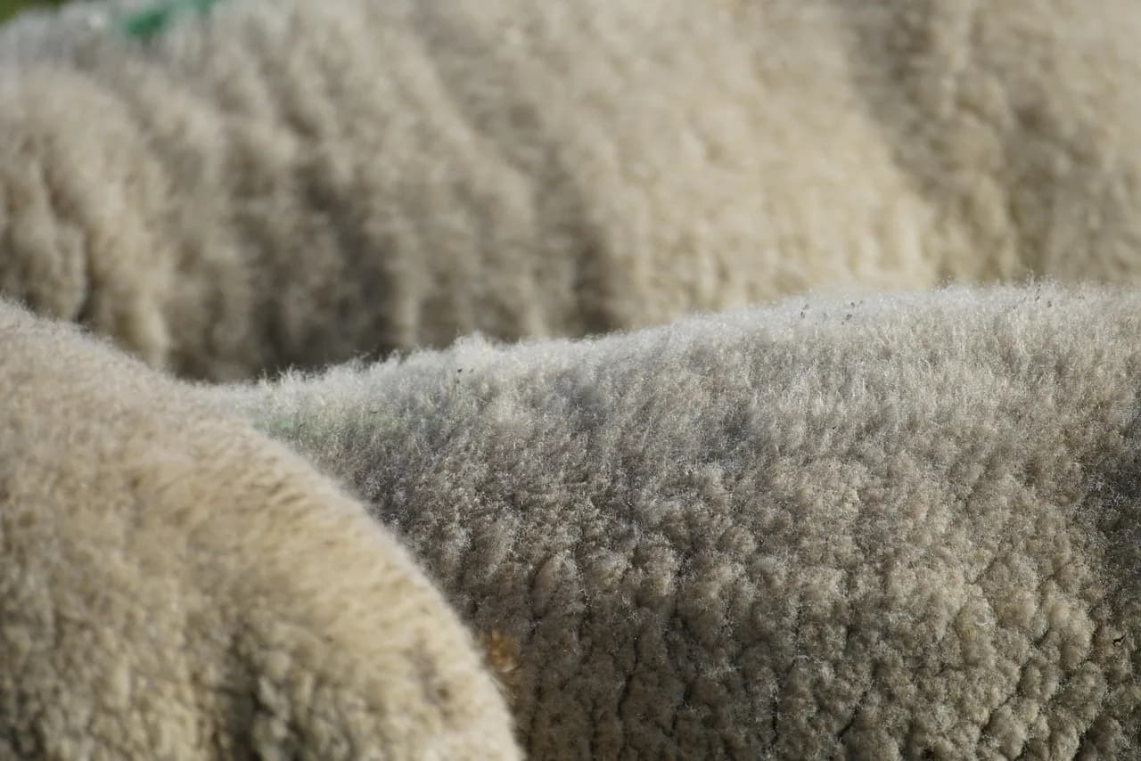 Image 3 : Matinée à la ferme Les P'tites Mains pour Demain background