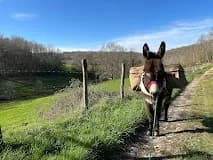 Image 1 : Visite aux ânes background