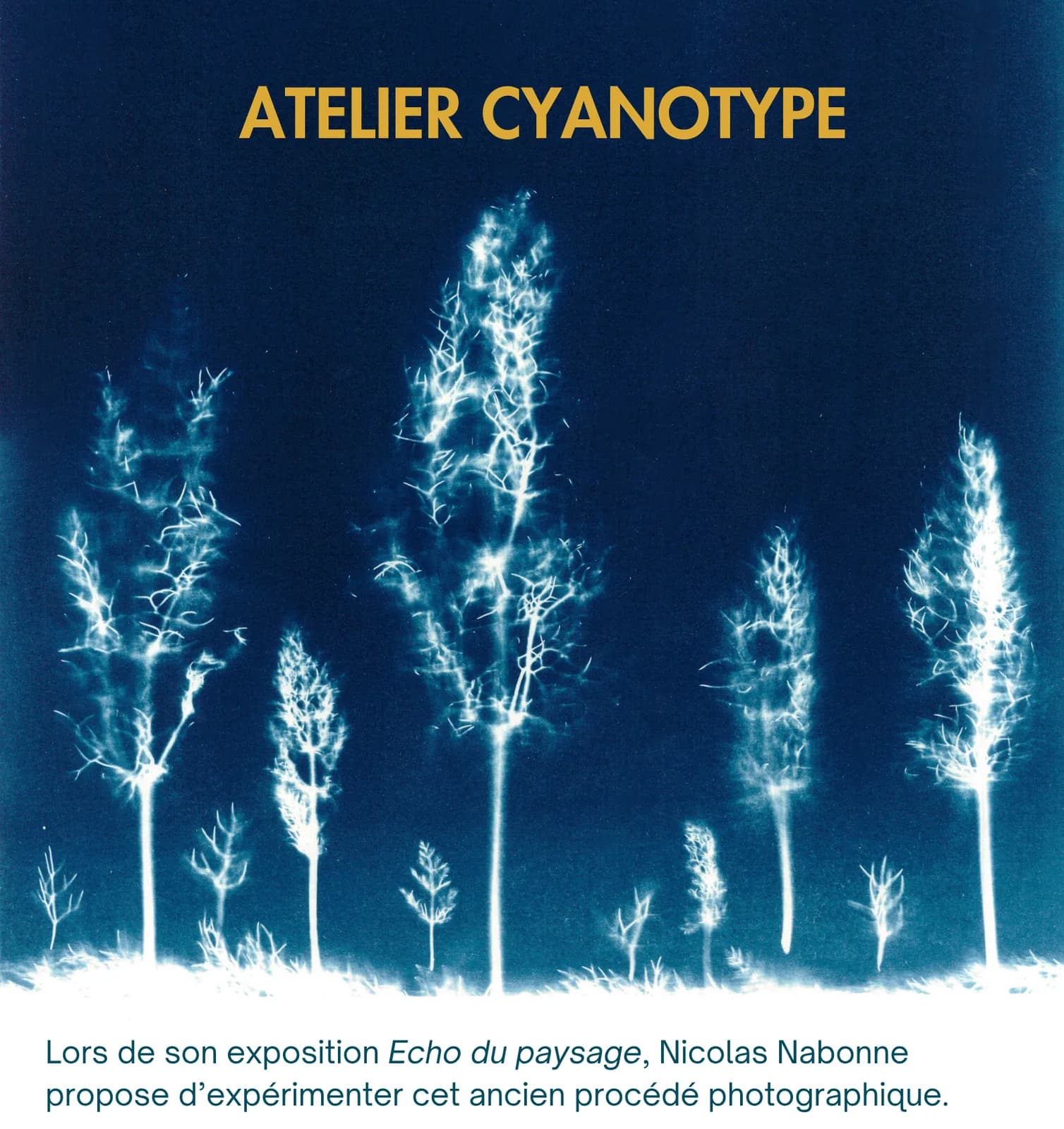 Image 1 : ATELIER CYANOTYPE background