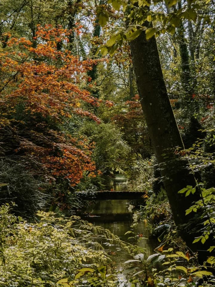 Image 1 : Les coloris d'automne à l'Arboretum d'Ilex background