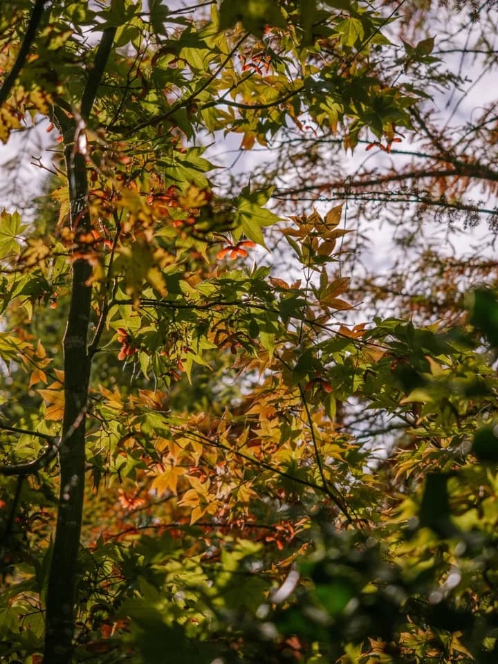 Image 2 : Les coloris d'automne à l'Arboretum d'Ilex background