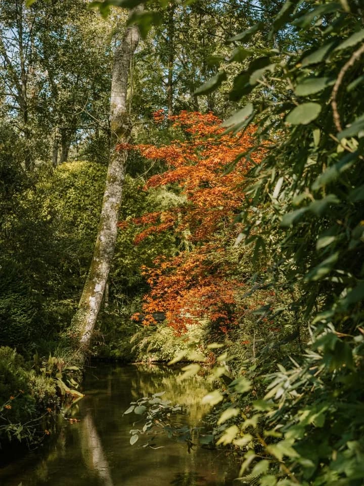 Image 3 : Les coloris d'automne à l'Arboretum d'Ilex background