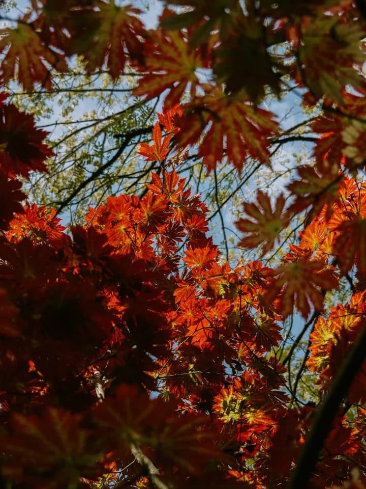 Image 4 : Les coloris d'automne à l'Arboretum d'Ilex background