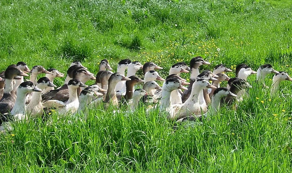 Image 2 : Visite Ferme Moulié, dégustation et repas background