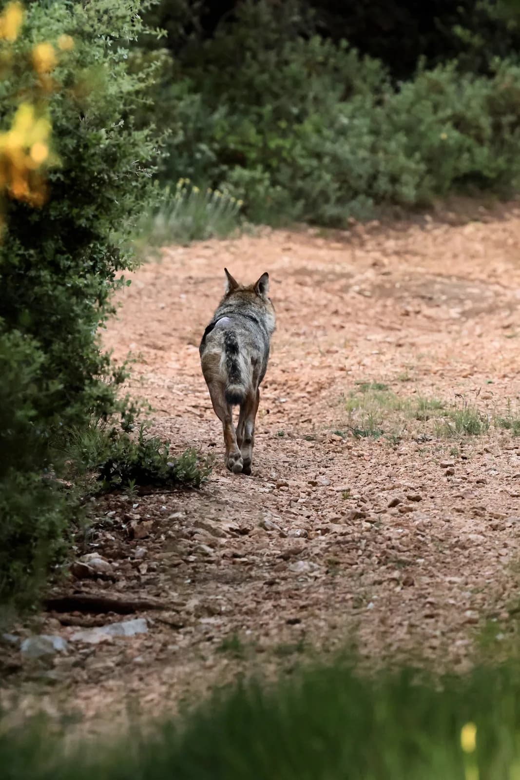 Image 2 : Sur la Piste du loup background