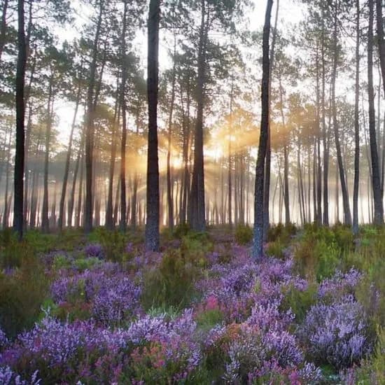 Image 1 : Balade en forêt background