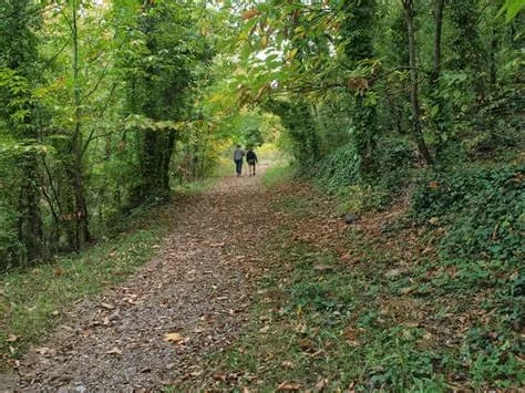 Image 2 : RANDO ACCOMPAGNEE : BOUCLE EN FORET VERS LES VESTIGES MINIERS DU SALVER background