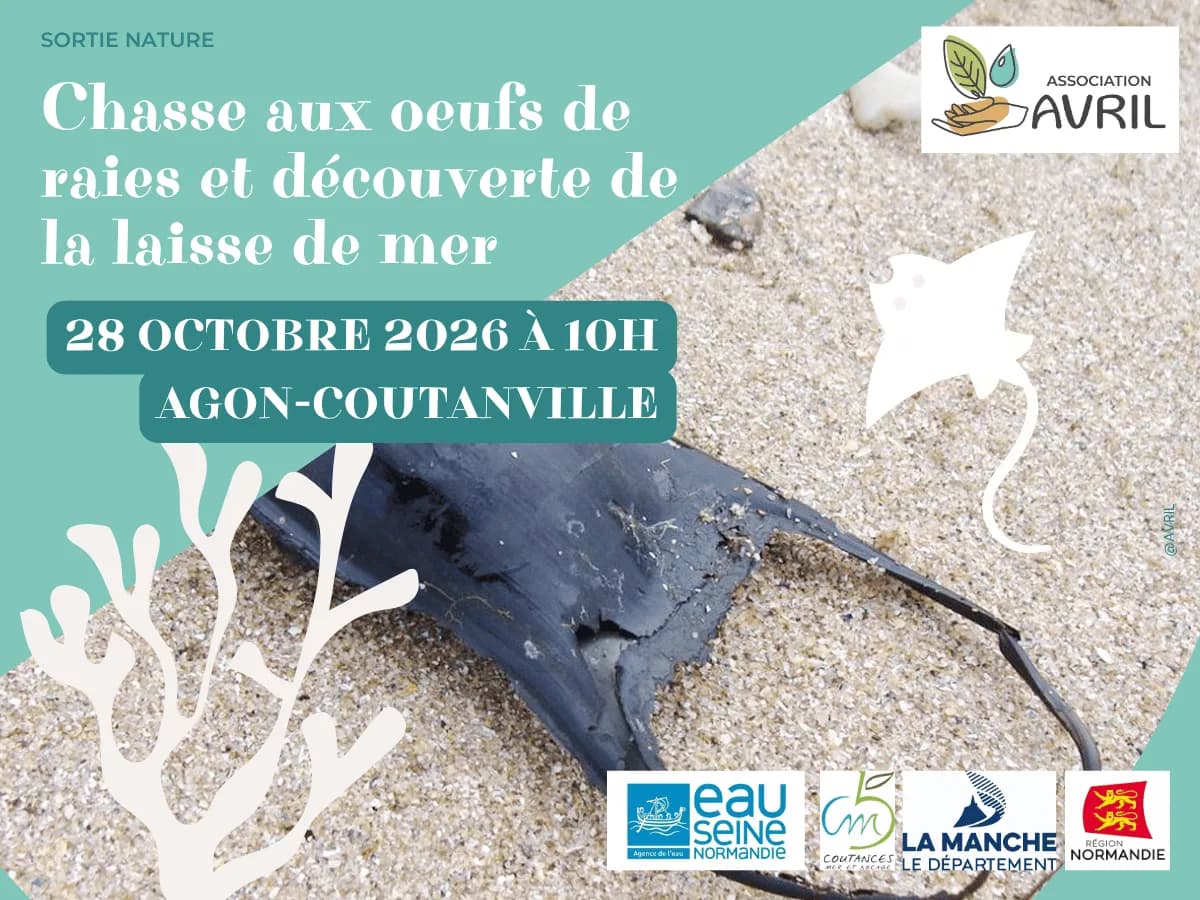 Image 1 : Chasse aux oeufs de raies et découverte de la laisse de mer background