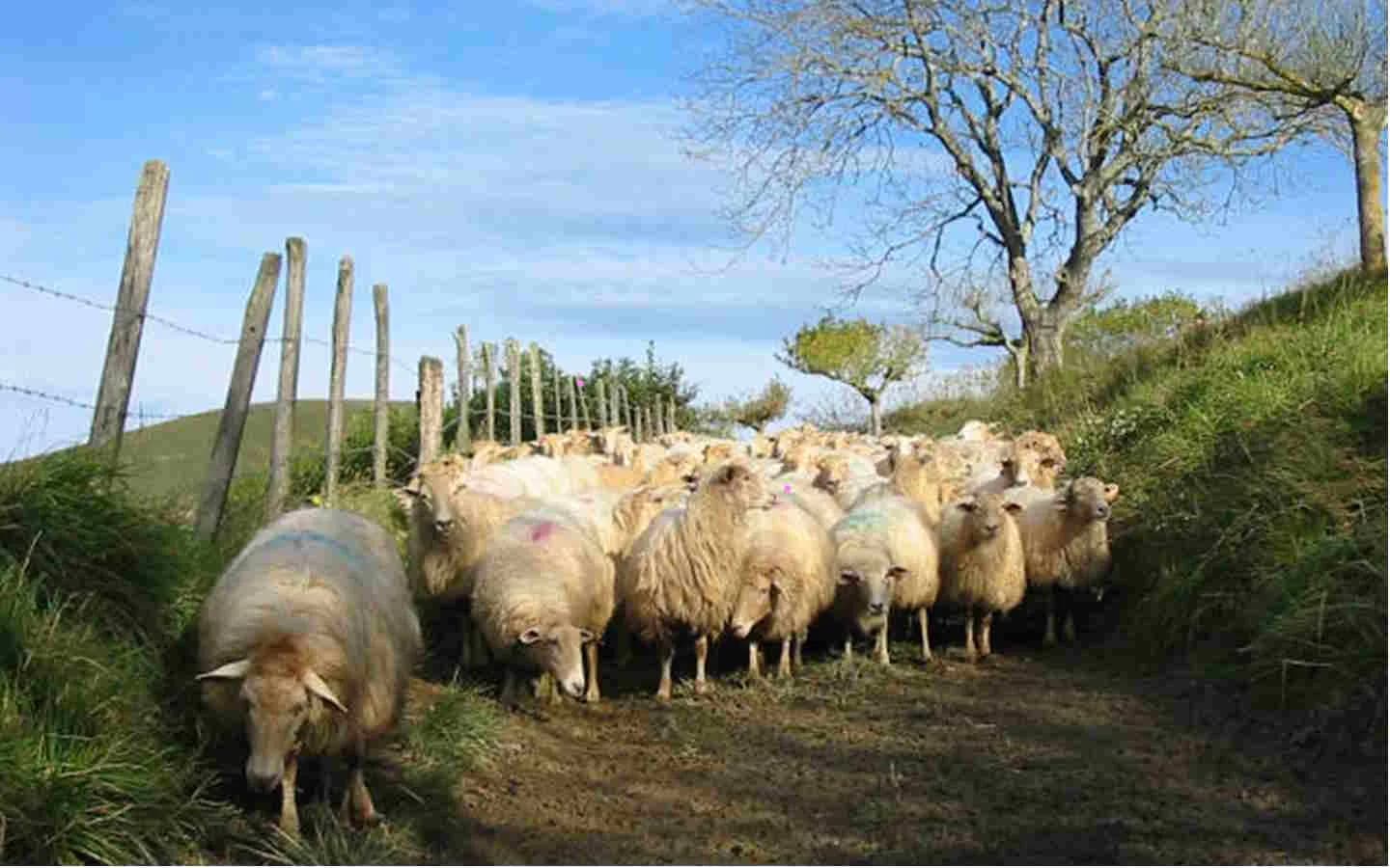 Image 1 : Visite et goûter à la ferme Landran background