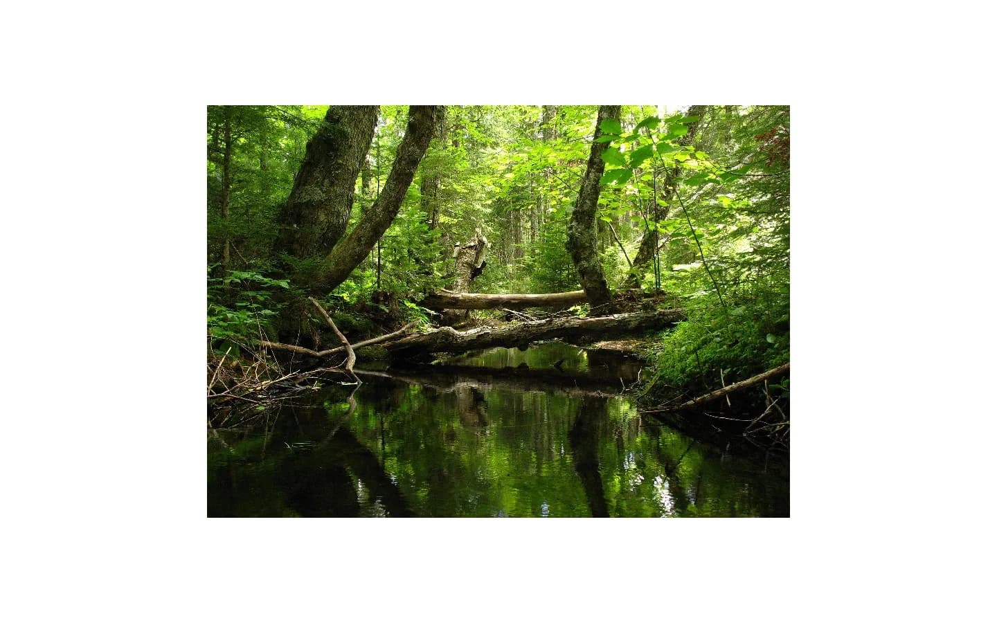 Image 1 : Sortie nature - Saligue secrète, une vie animale background