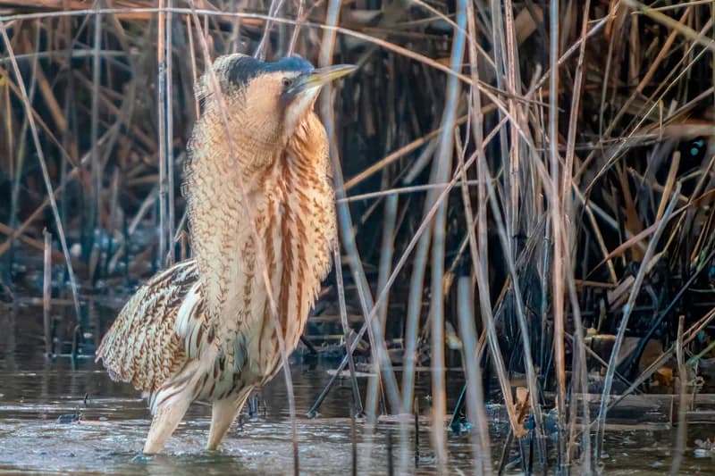 Image 1 : Les oiseaux hivernants de Brenne à Foucault background